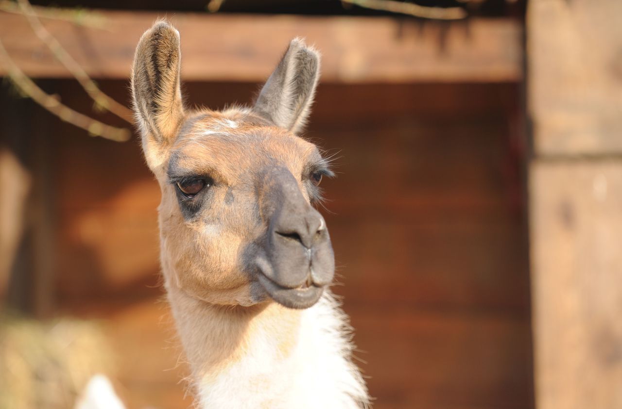 Covid-19 : le lama, la nouvelle solution pour lutter contre le virus ? - Le  Parisien