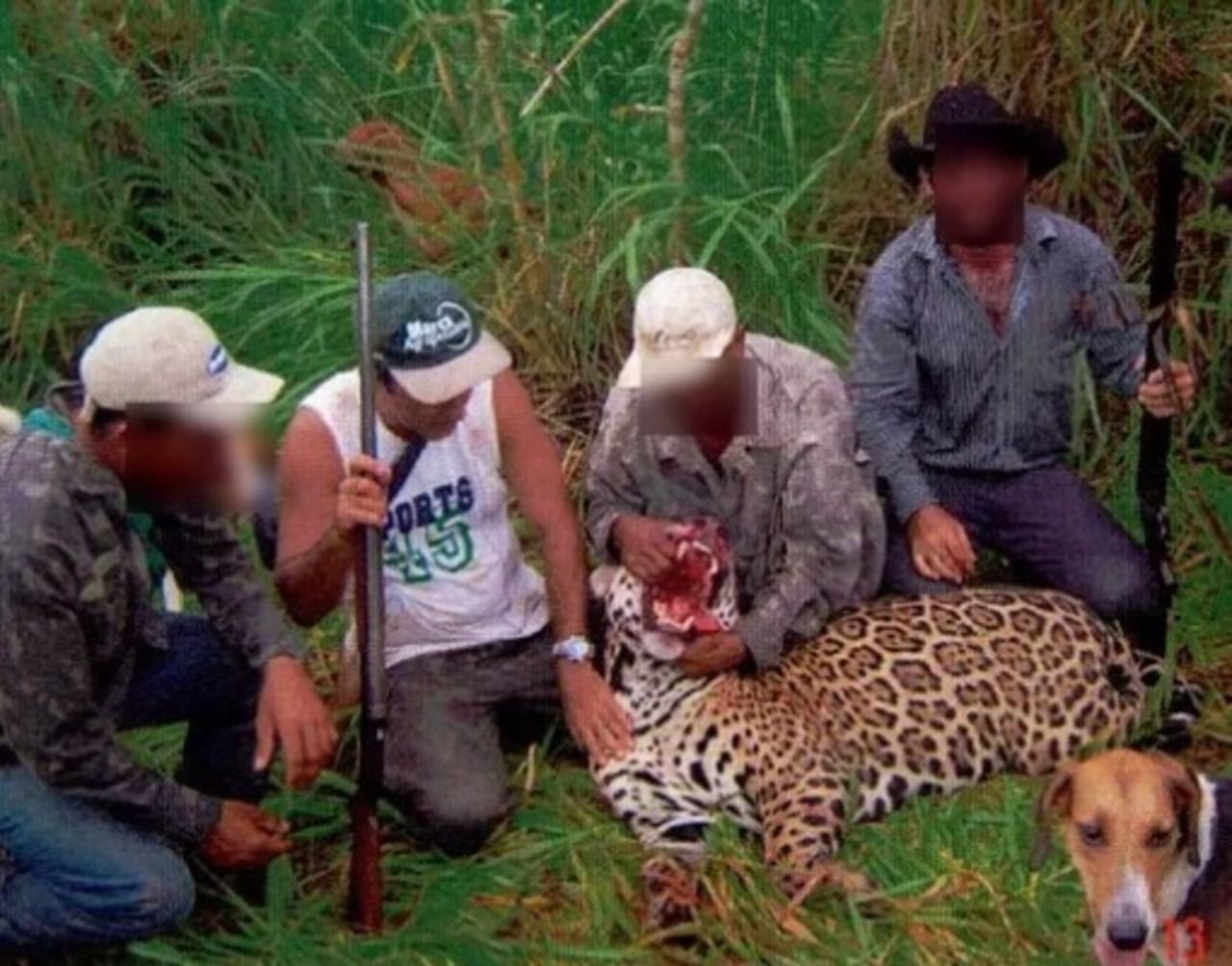 BRESIL. La disparition du jaguar met en péril la forêt vierge