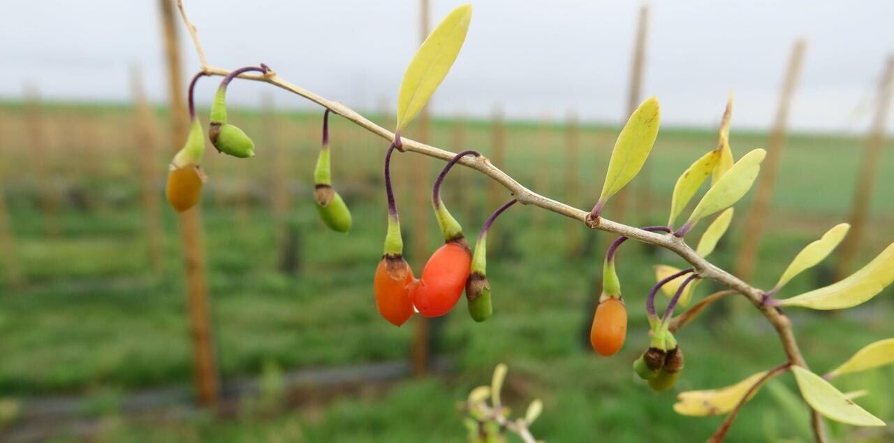 La culture des baies de goji pour faire différent - La Terre de chez nous