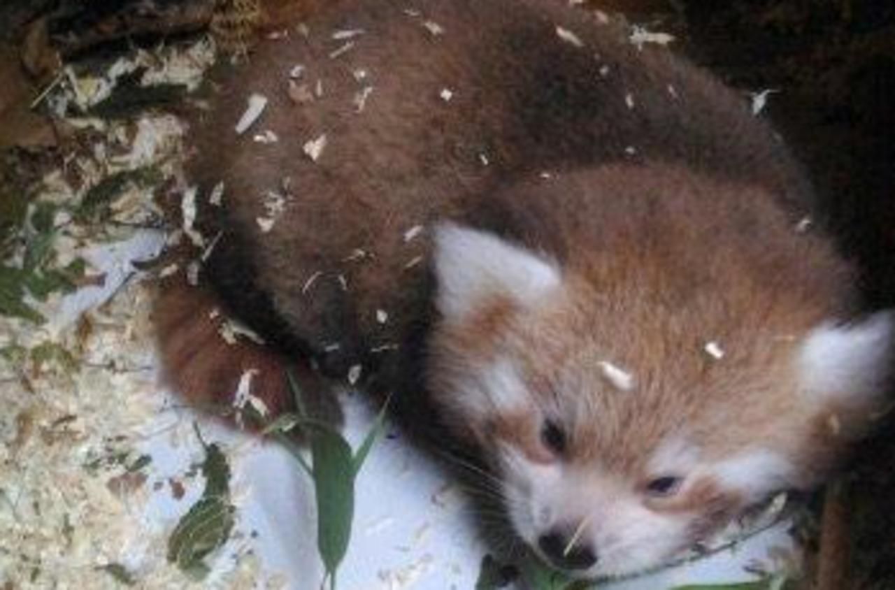 Un bébé panda roux est né ! - Département de la Seine-Maritime