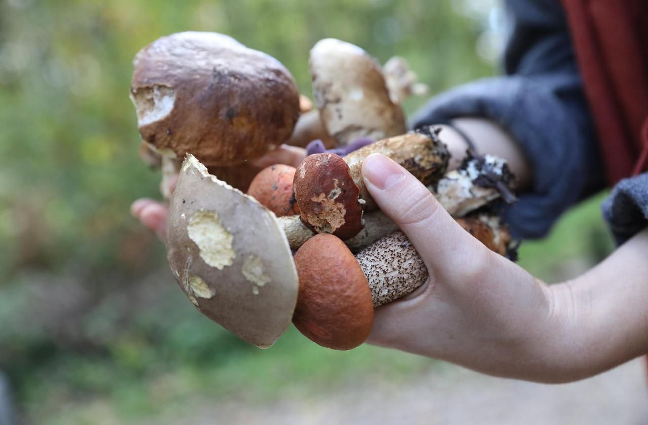 La vérité sur la culture des champignons