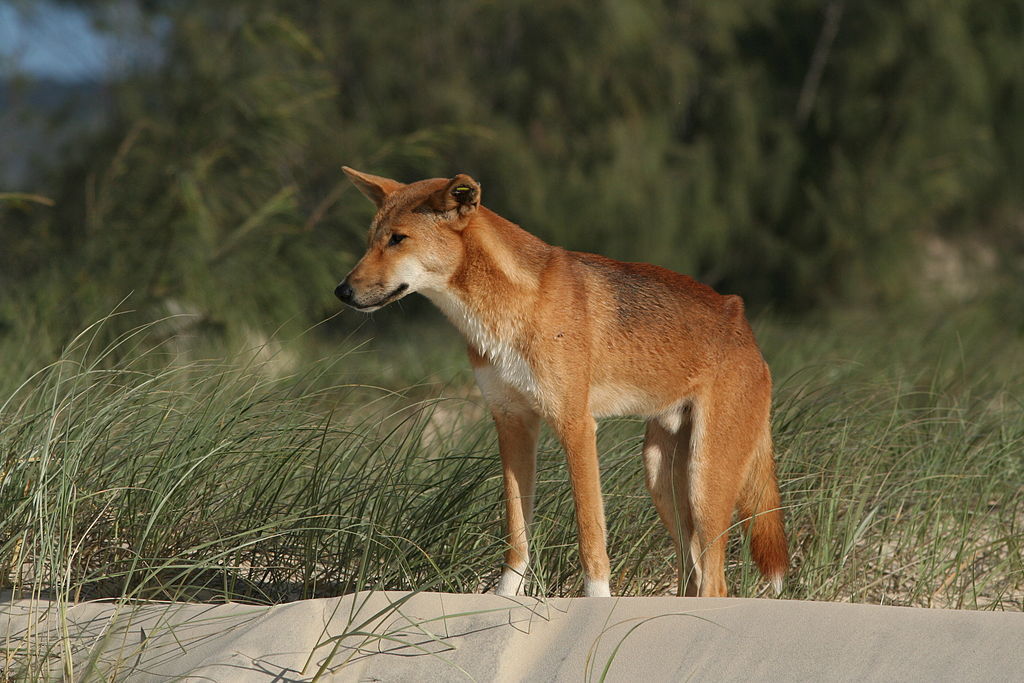 L'Australie teste des pièges pour éradiquer les chats sauvages