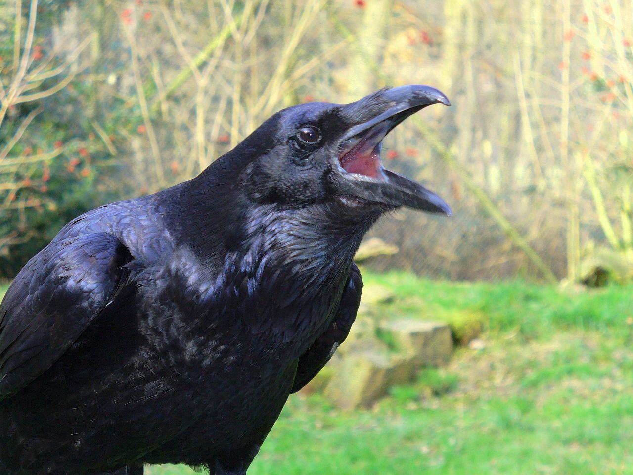 Corbeau à gros bec — Wikipédia