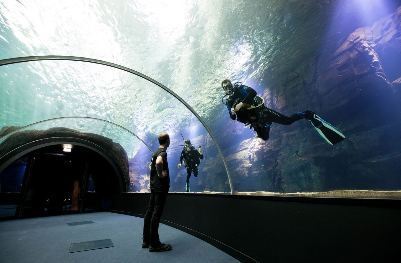 Ma visite de l'Aquarium - Mémoires d'Océans