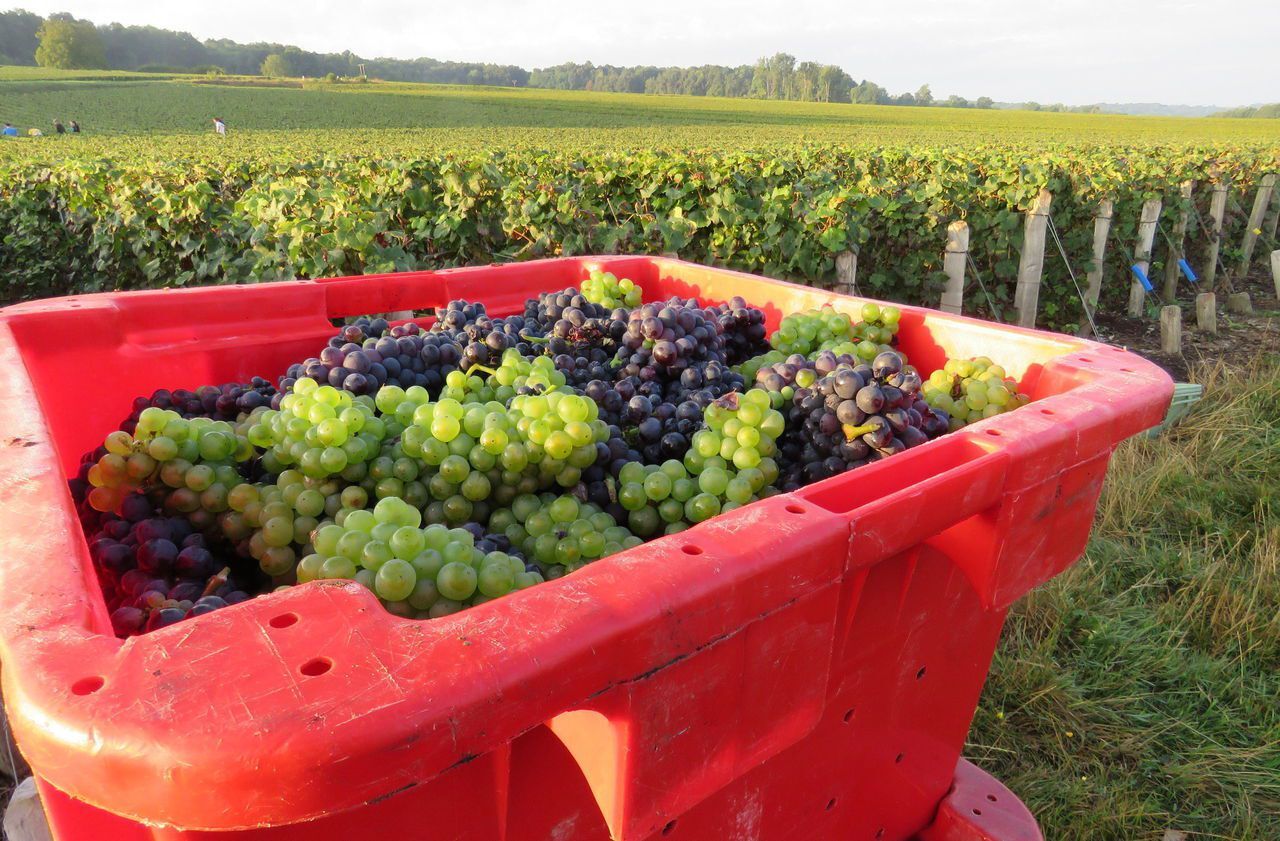 Les Vendangeurs De Champagne Etaient Traites Comme Des Esclaves Le Parisien