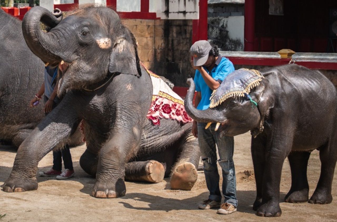 un elephanteau squelettique meurt en se cassant les pattes dans un zoo thailandais le parisien