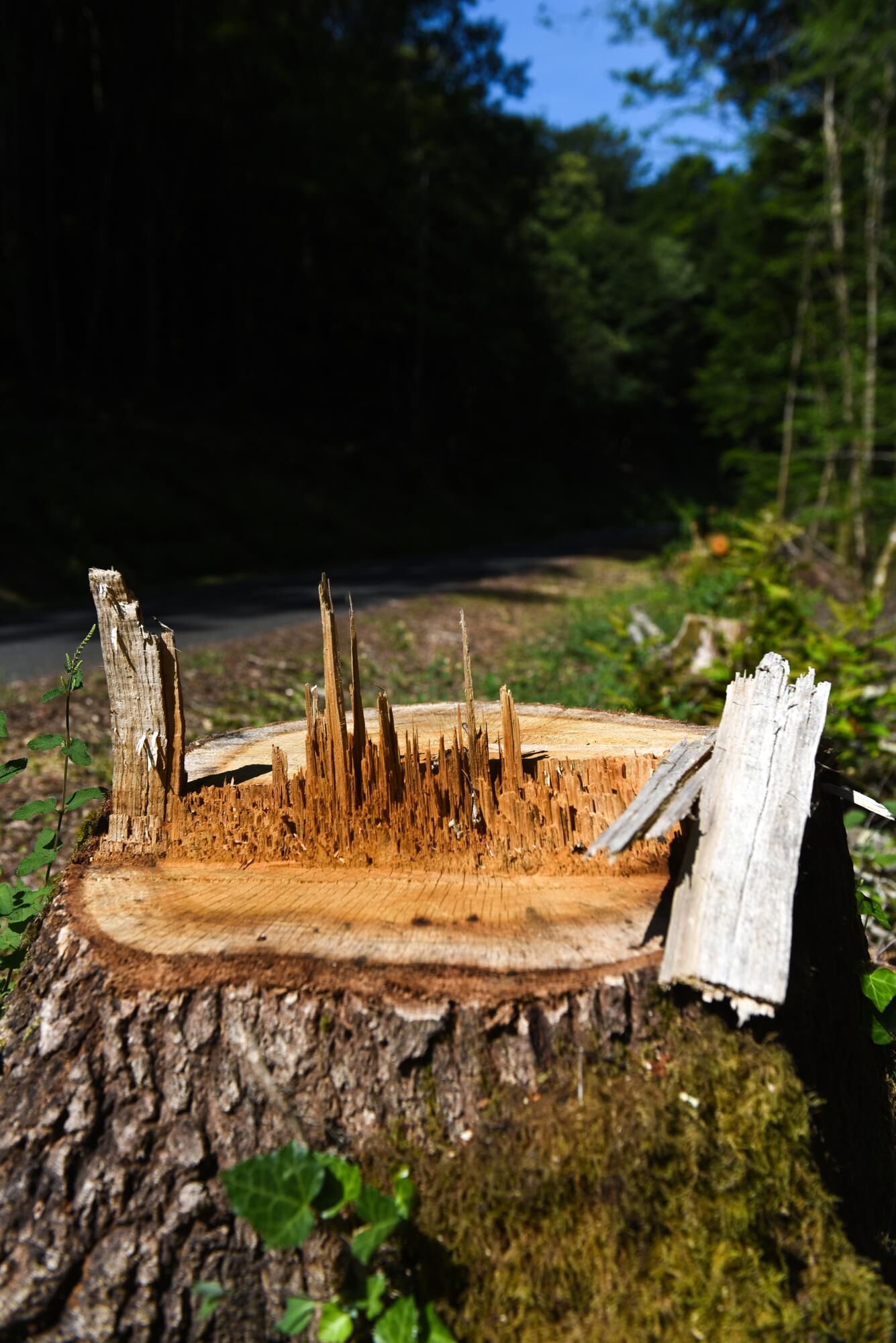 Arbres en bord de route : la Corrèze ratiboise – Libération