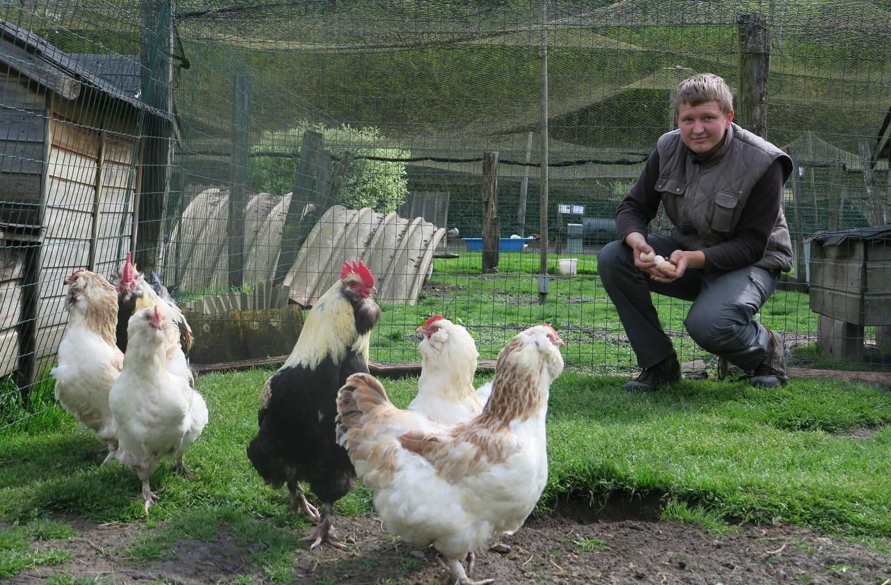 Jardin vivant et location de poules en entreprise (75, 78, 91, 92)