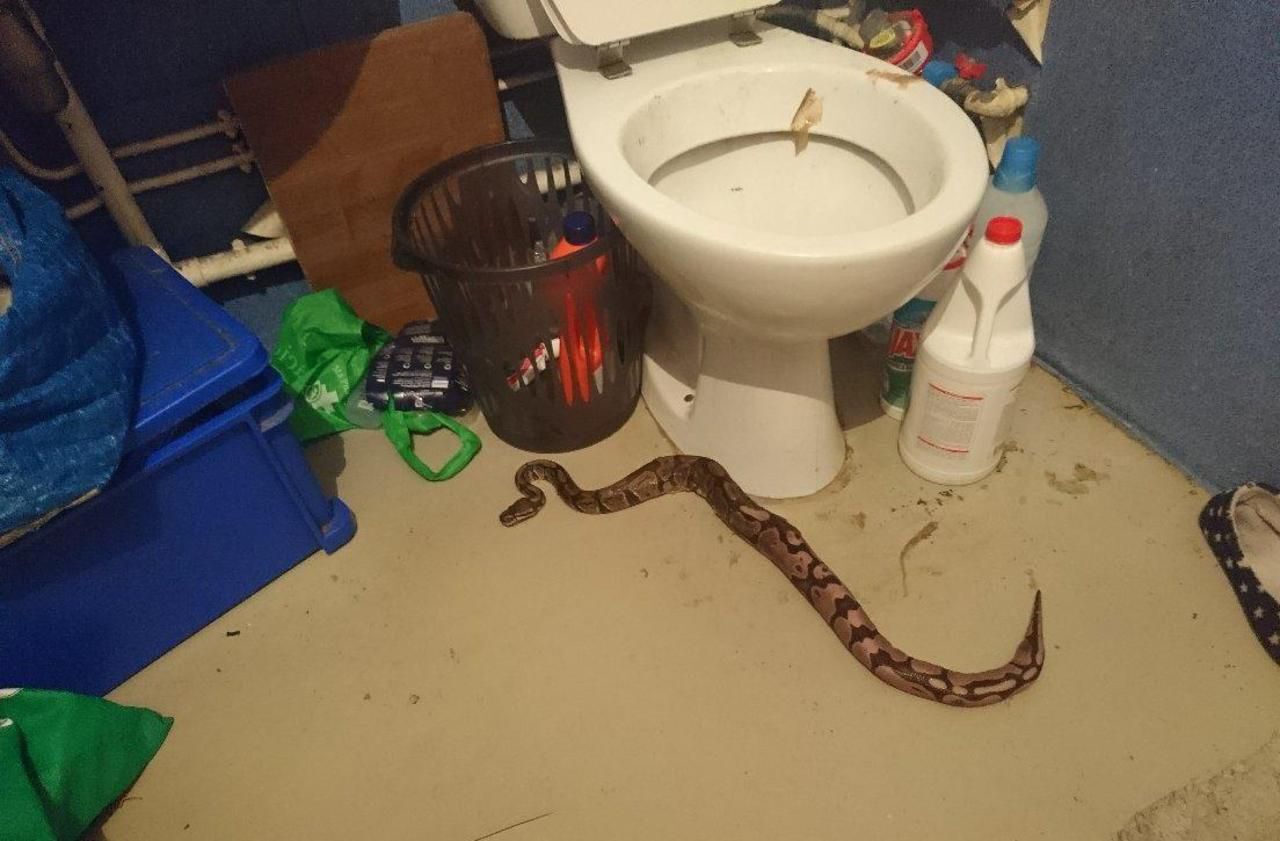 J'ai vu une tête de serpent sortir de mes WC !» - Le Parisien