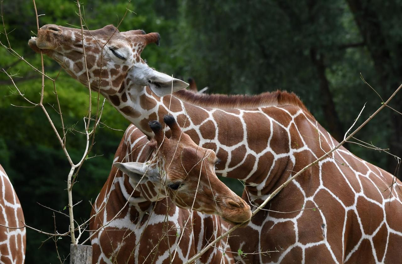 Girafes bi, pingouins gays et lionnes lesbiennes : le zoo de Munich veut  lever les tabous - Le Parisien