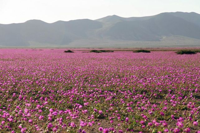 Quand le désert d'Atacama se recouvre de millions de fleurs